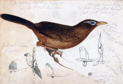 Brown Bird by Edward Lear